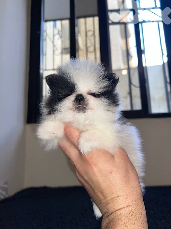 pomeranian teacup female 300g 1