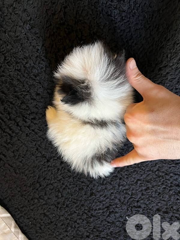 pomeranian teacup female 300g 2