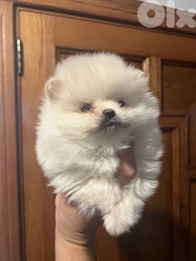 Pomeranian teacup