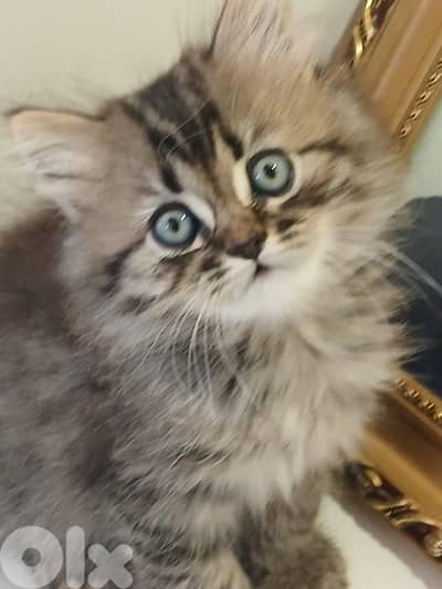 Persian kitten