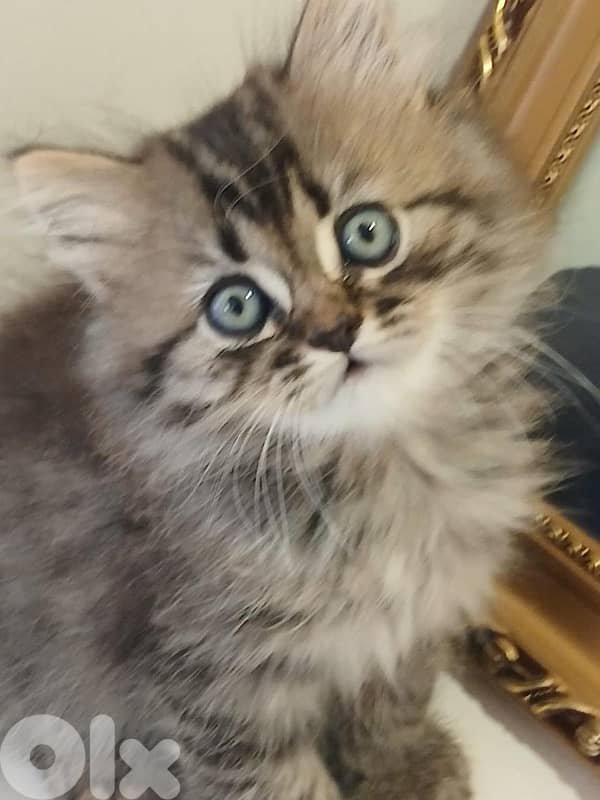 Persian kitten 2 months 0