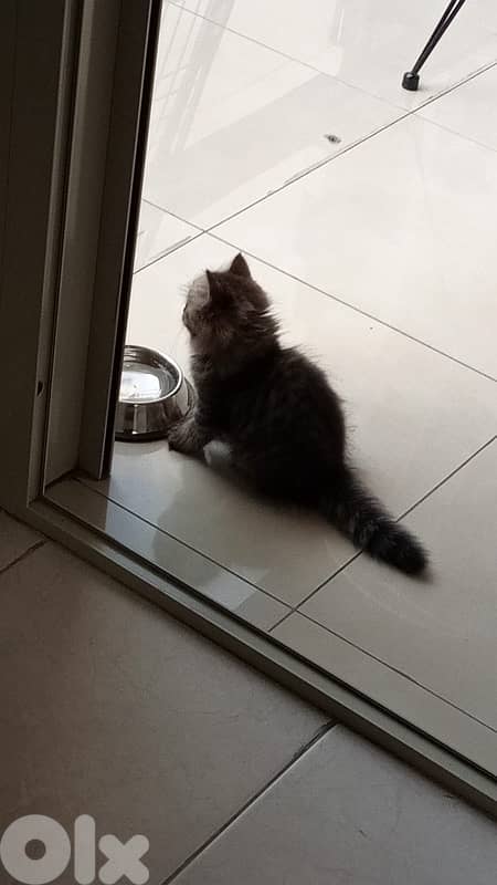 Persian kitten 2 months 6