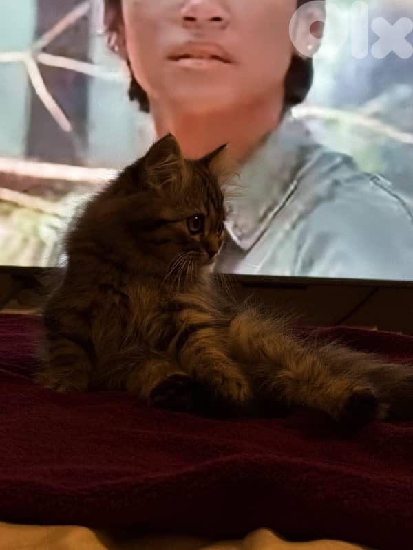 Persian kitten 2 months 7