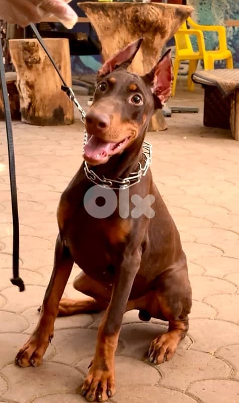 male doberman 0