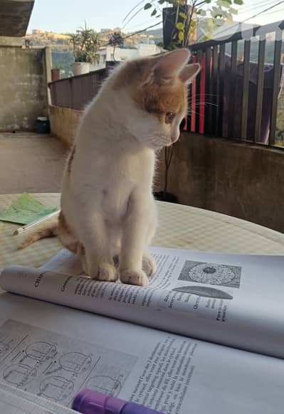 Lucy lovely  & cute  cat 