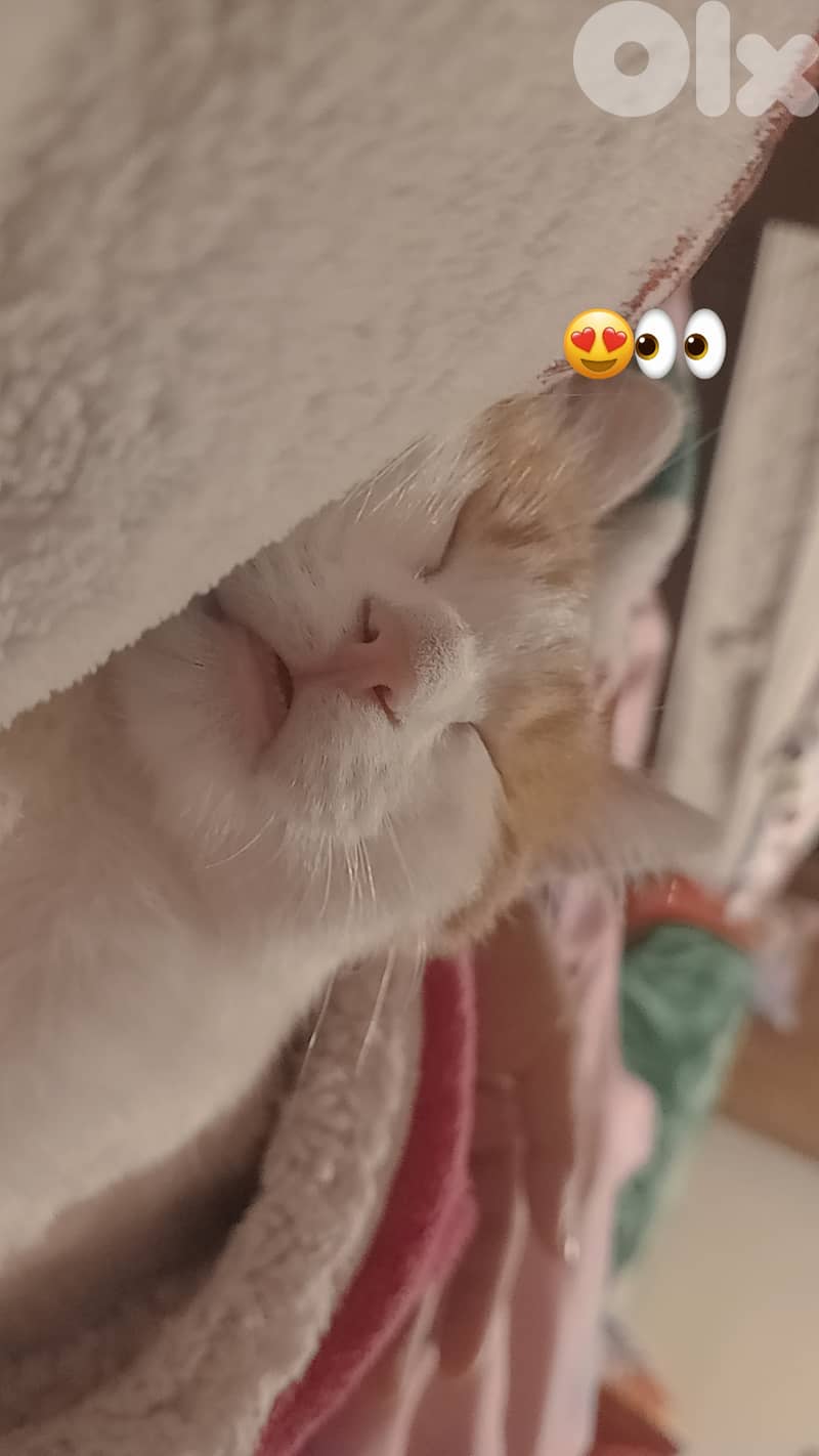 Lucy lovely  & cute  cat  1