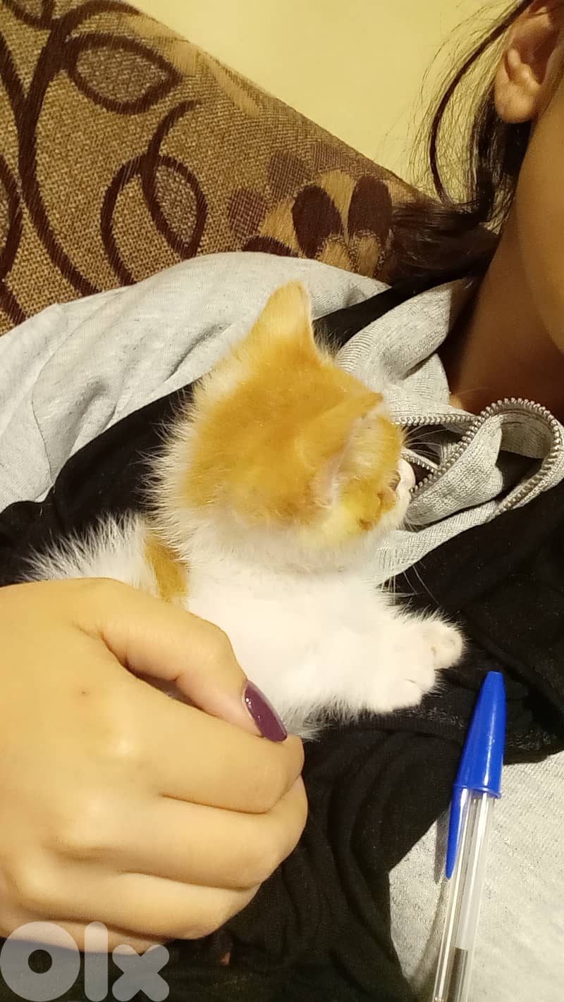 Lucy lovely  & cute  cat  2