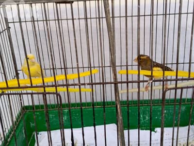 canary female and male for sale