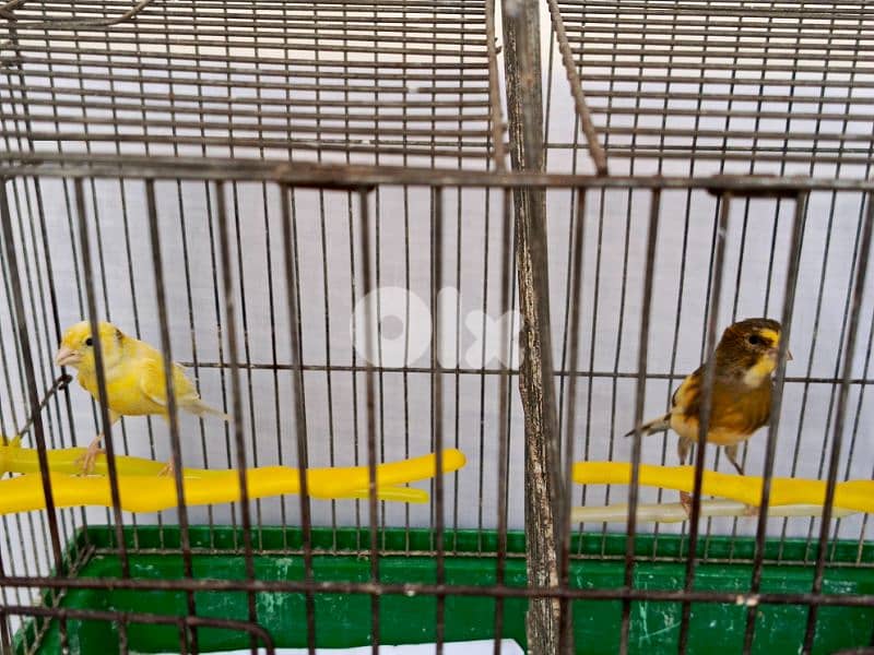 canary female  for sale 1