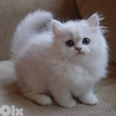 persian white 70485808