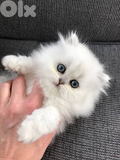 persian white 70485808