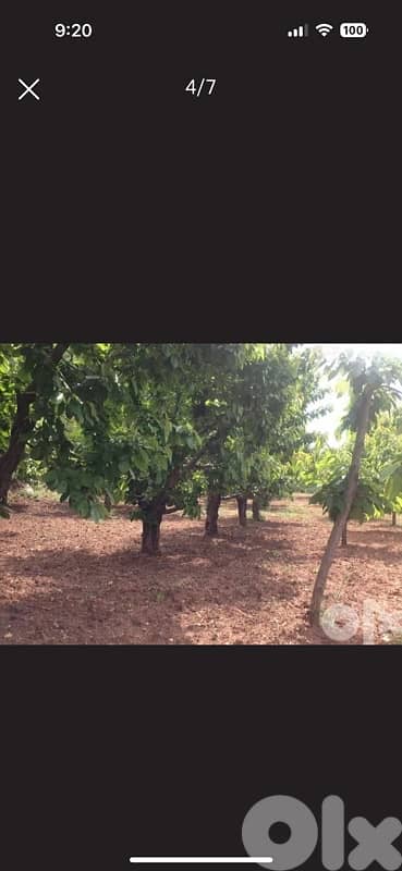 Ain Dara Agricultural Land For Sale 2