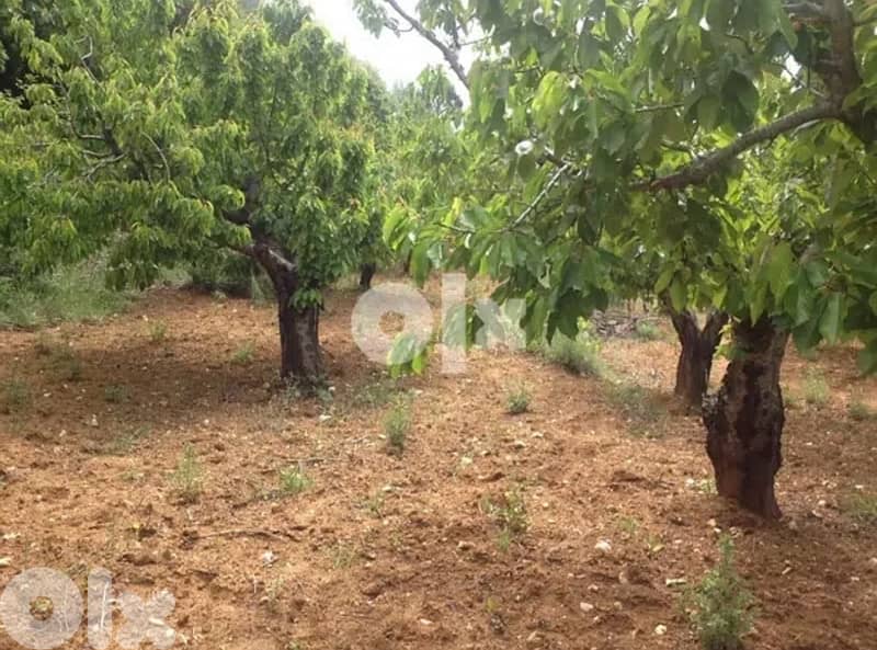 Ain Dara Agricultural Land For Sale 4
