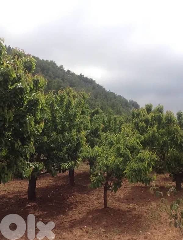 Ain Dara Agricultural Land For Sale 5