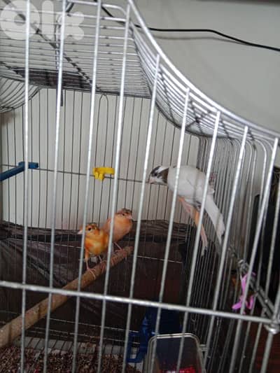 كنارات بلدي