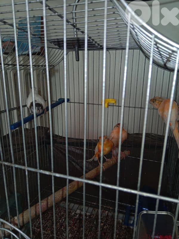 كنارات بلدي 1