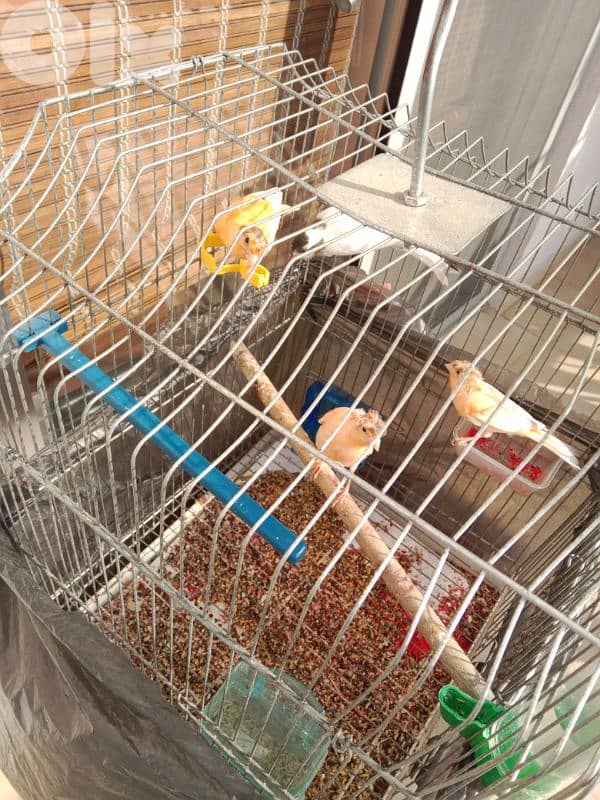 كنارات بلدي 2