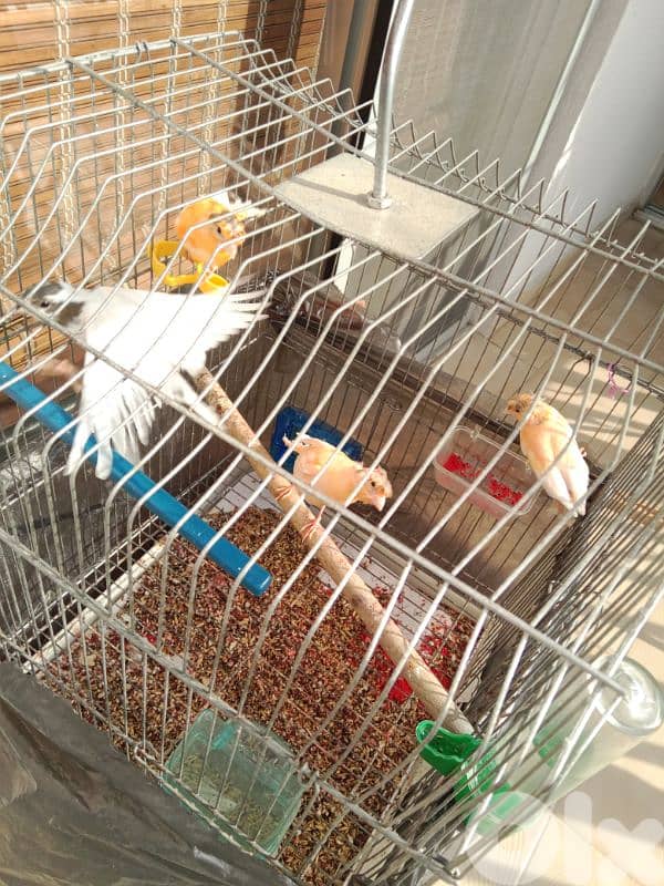 كنارات بلدي 3