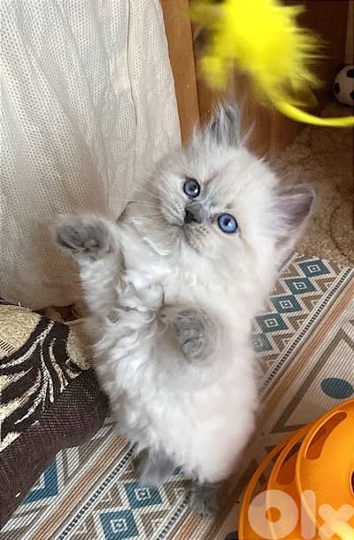 Persian Kitten imported Kitten