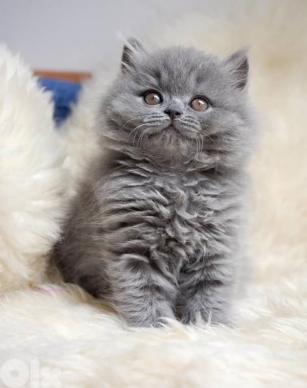 imported persian kitten delivery available 0