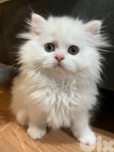 Persian Chinchilla white kitten imported