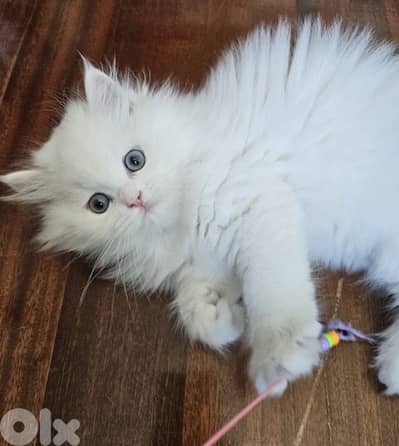 imported Persian Chinchilla White