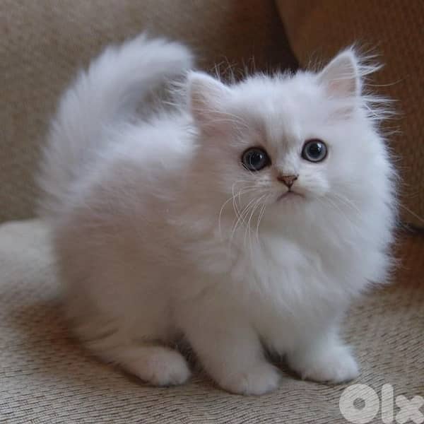 Chinchilla White imported 0