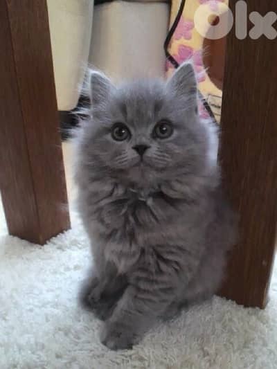 blue british long hair imported delivery