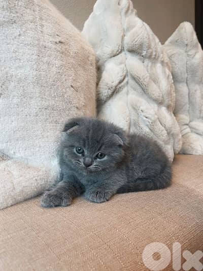 pure Scottish fold and British kittens