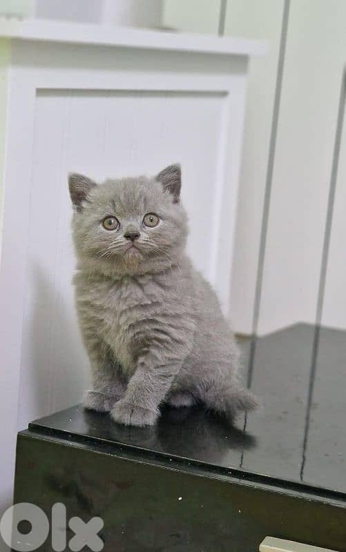 pure Scottish fold and British kittens 1