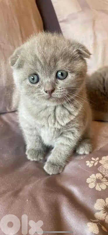 pure Scottish fold and British kittens 2