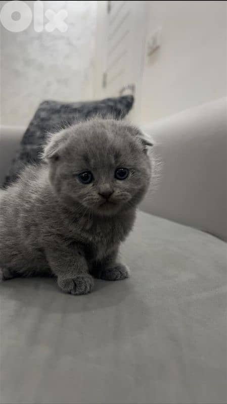 pure Scottish fold and British kittens 3