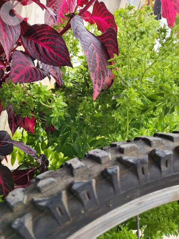 bicycle بسكلات 1