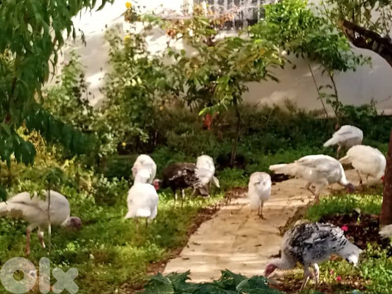 حبش للبيع ودجاج بلدي 4