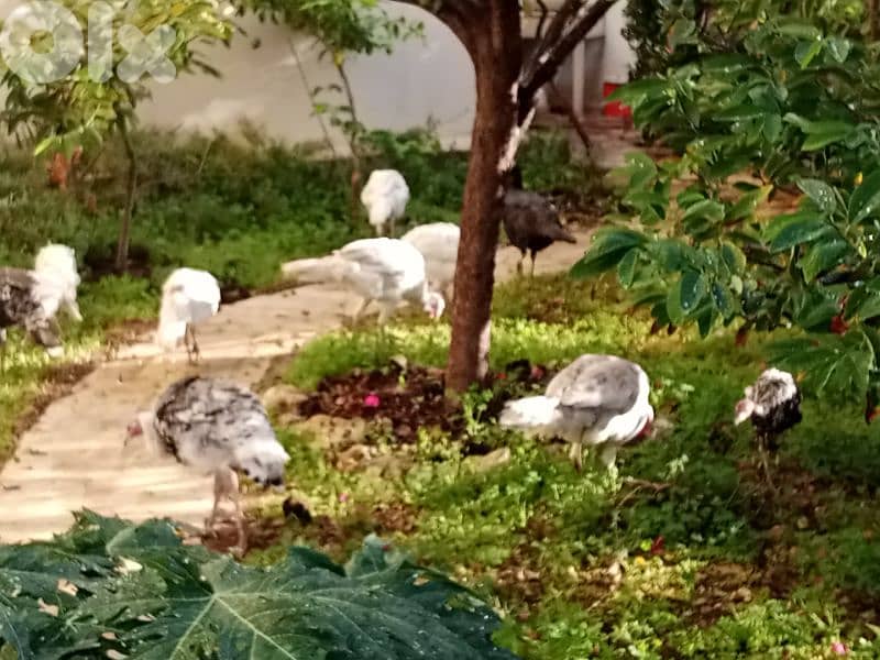 حبش للبيع ودجاج بلدي 5