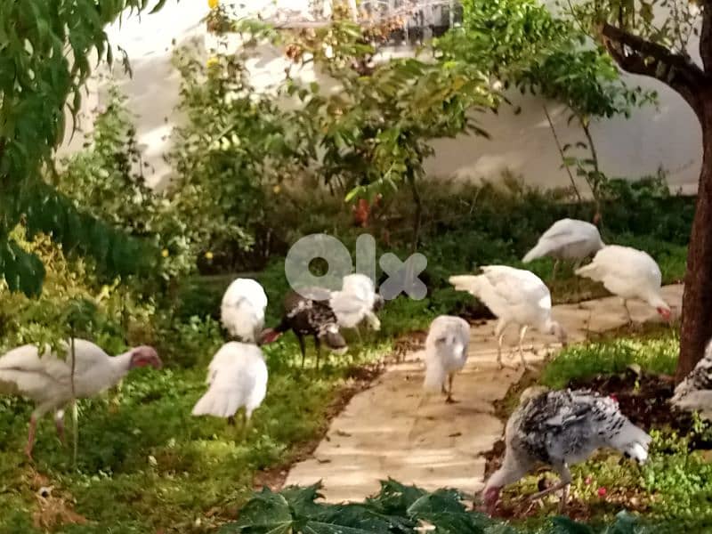 حبش للبيع ودجاج بلدي 6