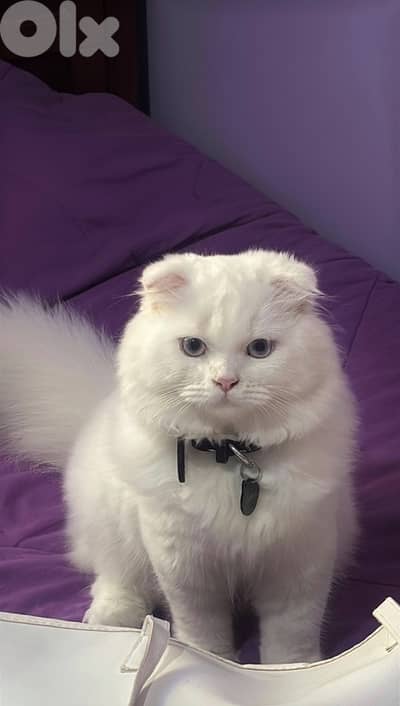 Scottish fold (للزواج فقط)