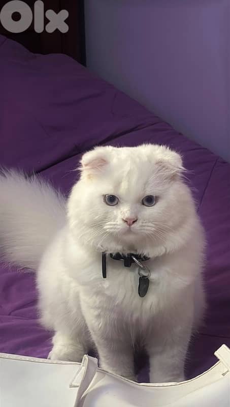 Scottish fold (للزواج فقط) 0