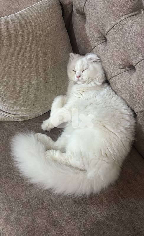 Scottish fold (للزواج فقط) 1