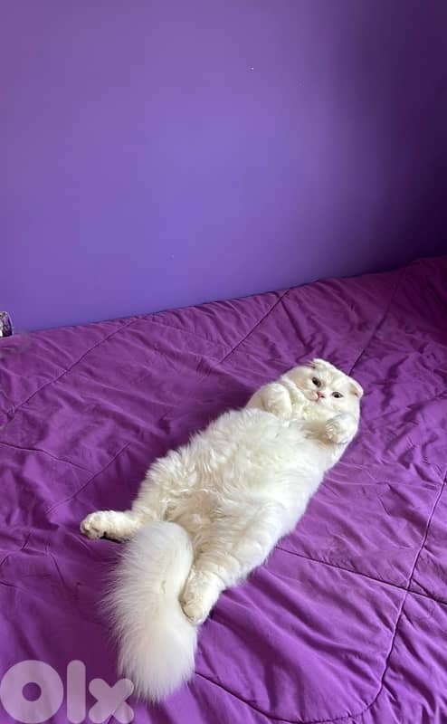 Scottish fold (للزواج فقط) 2