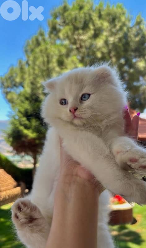 Scottish fold (للزواج فقط) 3