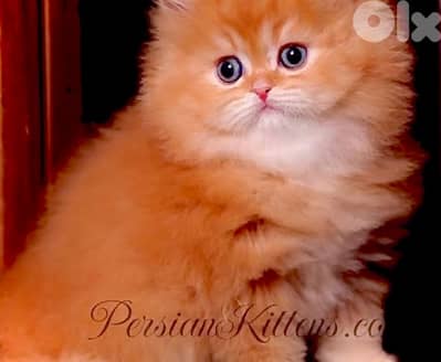 scottish persian gold 70485808