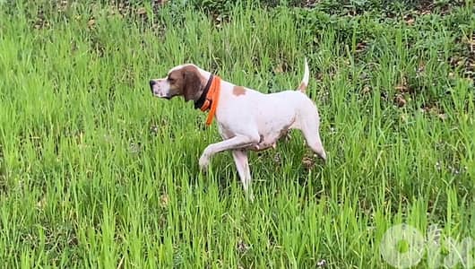 pointer puppy