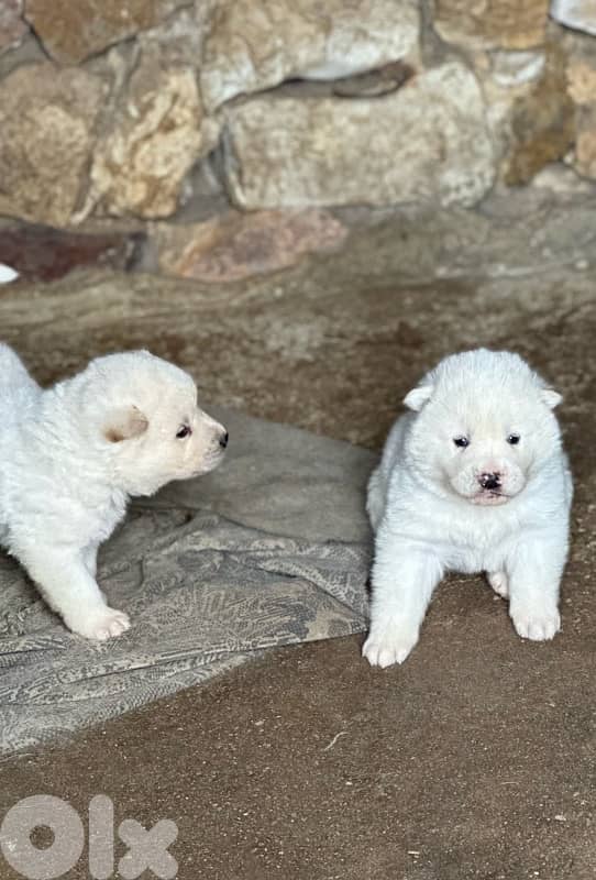 american akita puppies 2