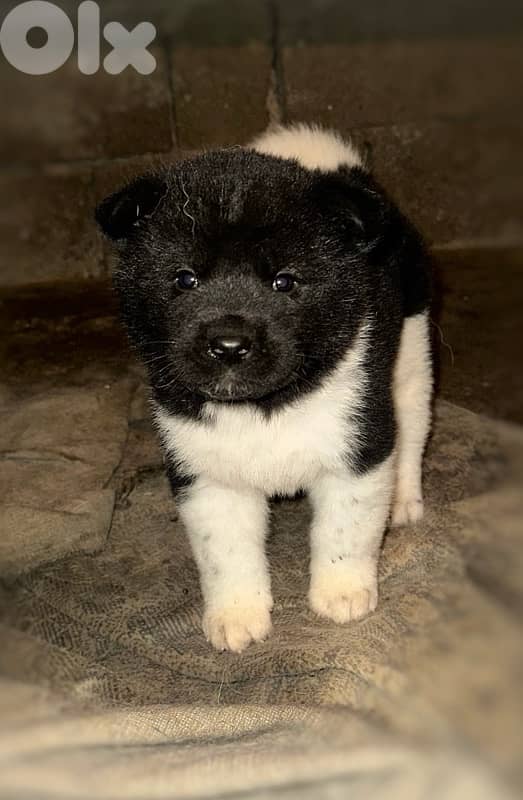 american akita puppies 0
