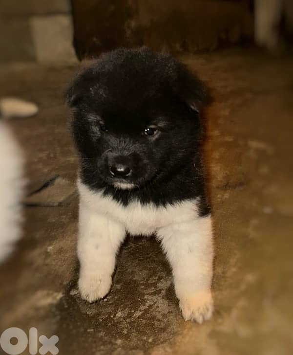 american akita puppies 3