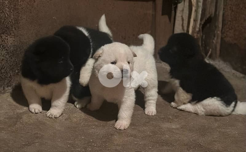american akita puppies 4