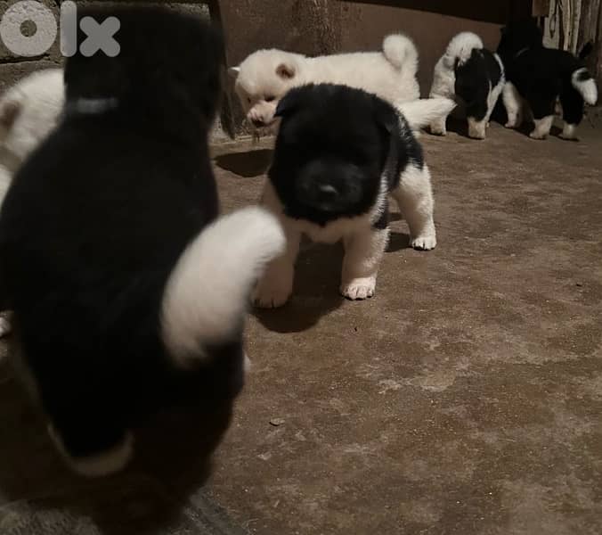 american akita puppies 1
