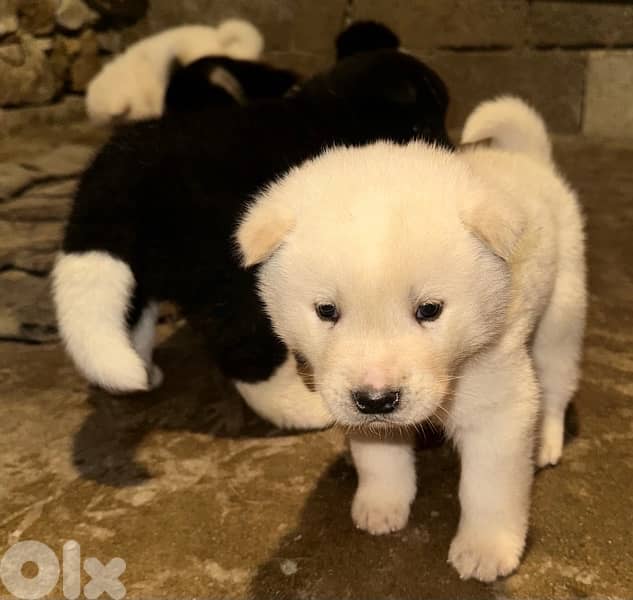american akita puppies 5