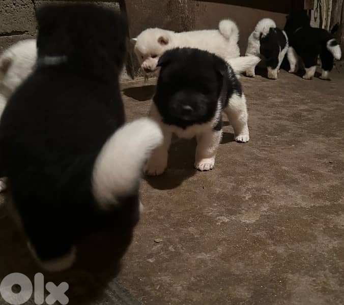 american akita puppies 6